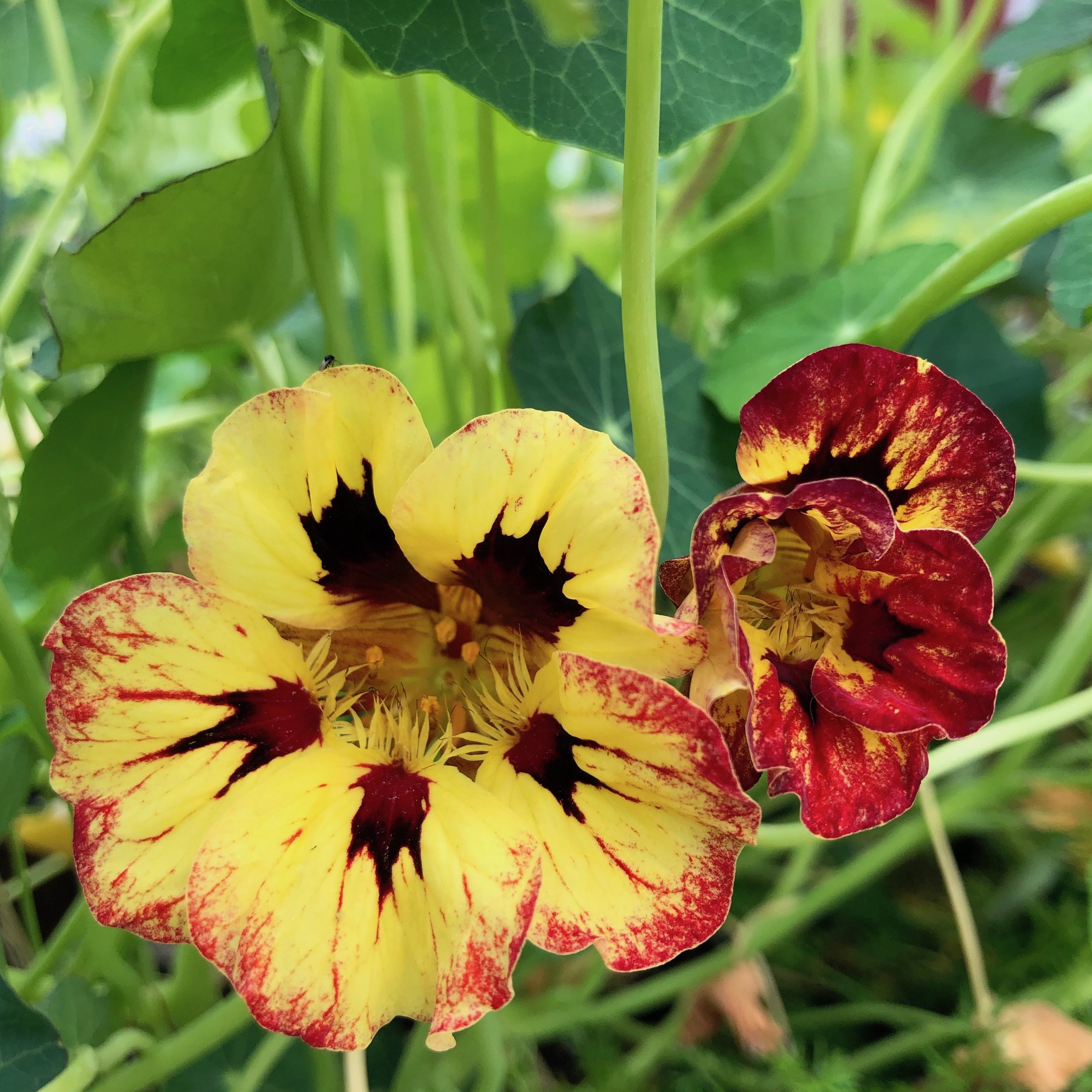 Nasturtium 'Bloody Mary'