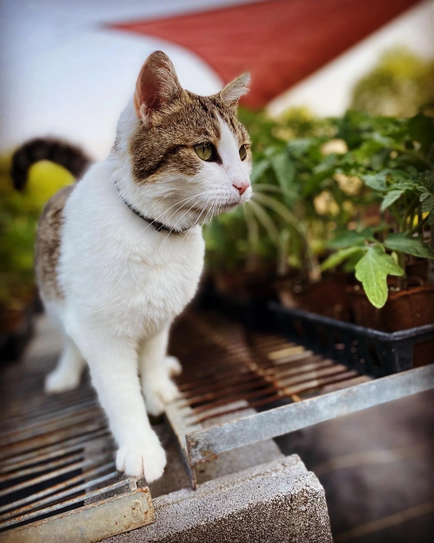 peanut and her plant sale.jpg
