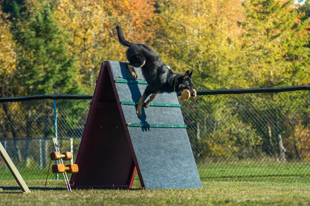 klug k9 training