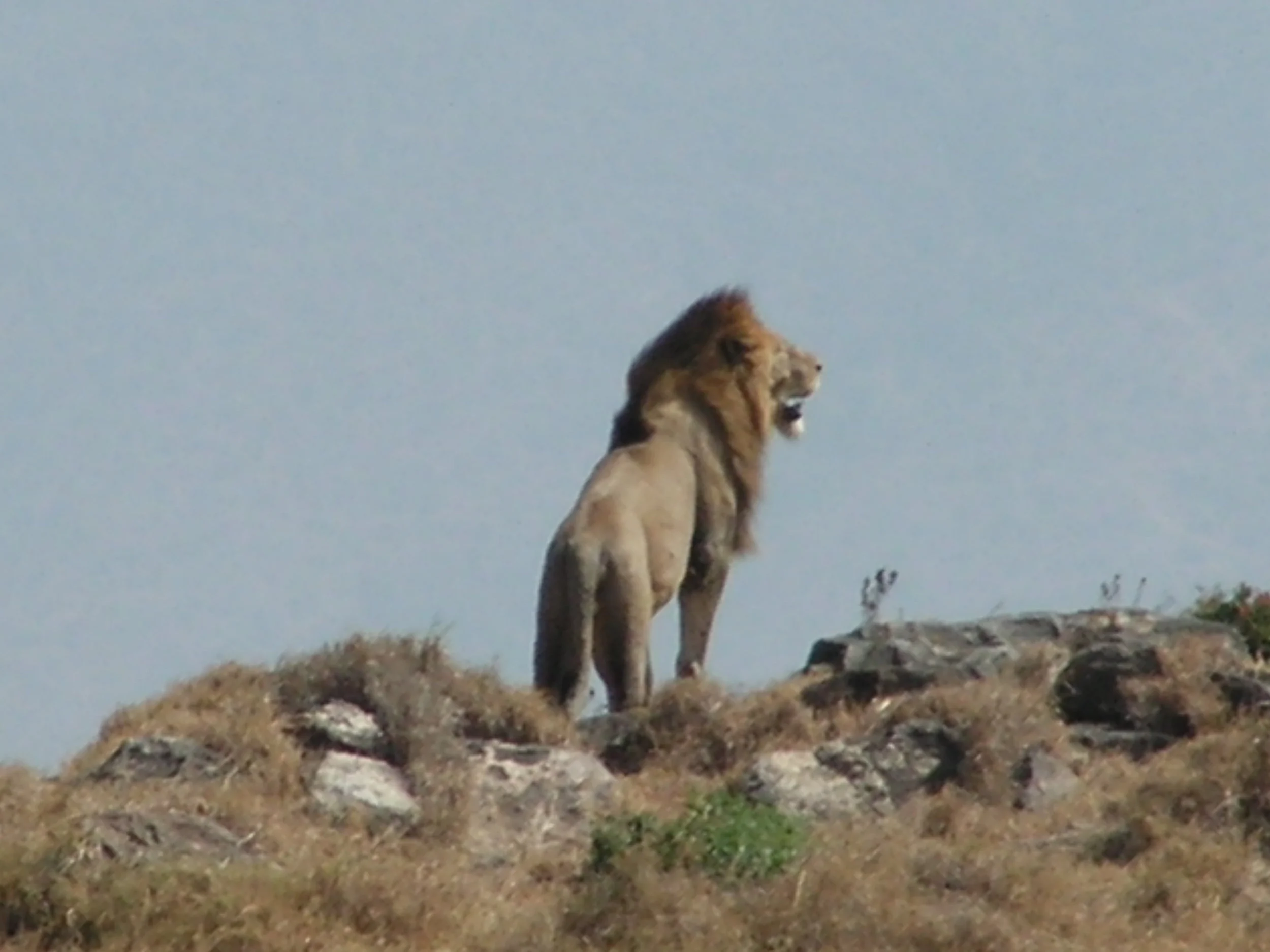Tanz 09 1453.jpg
