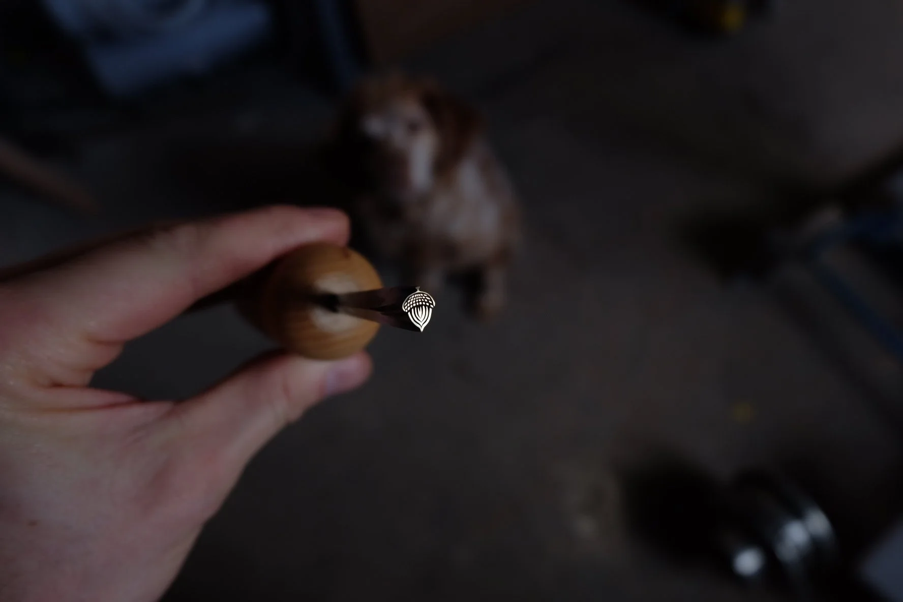acorn.JPG