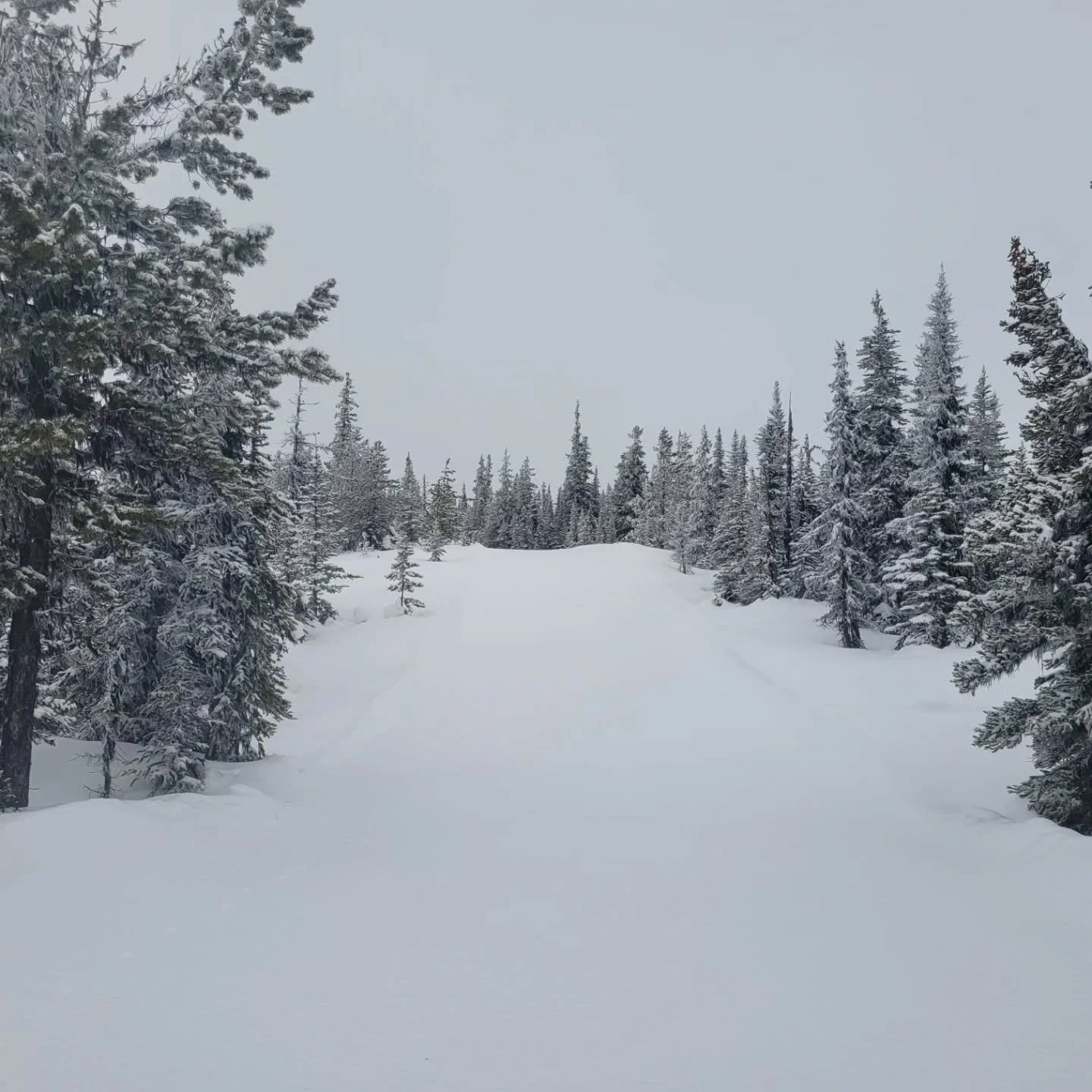 After a touch of dry weather, 10cm of freshies fell for us over the last couple of days. The stoke is high. Come and shred with us and enjoy vibe that only Murray Ridge can provide!!