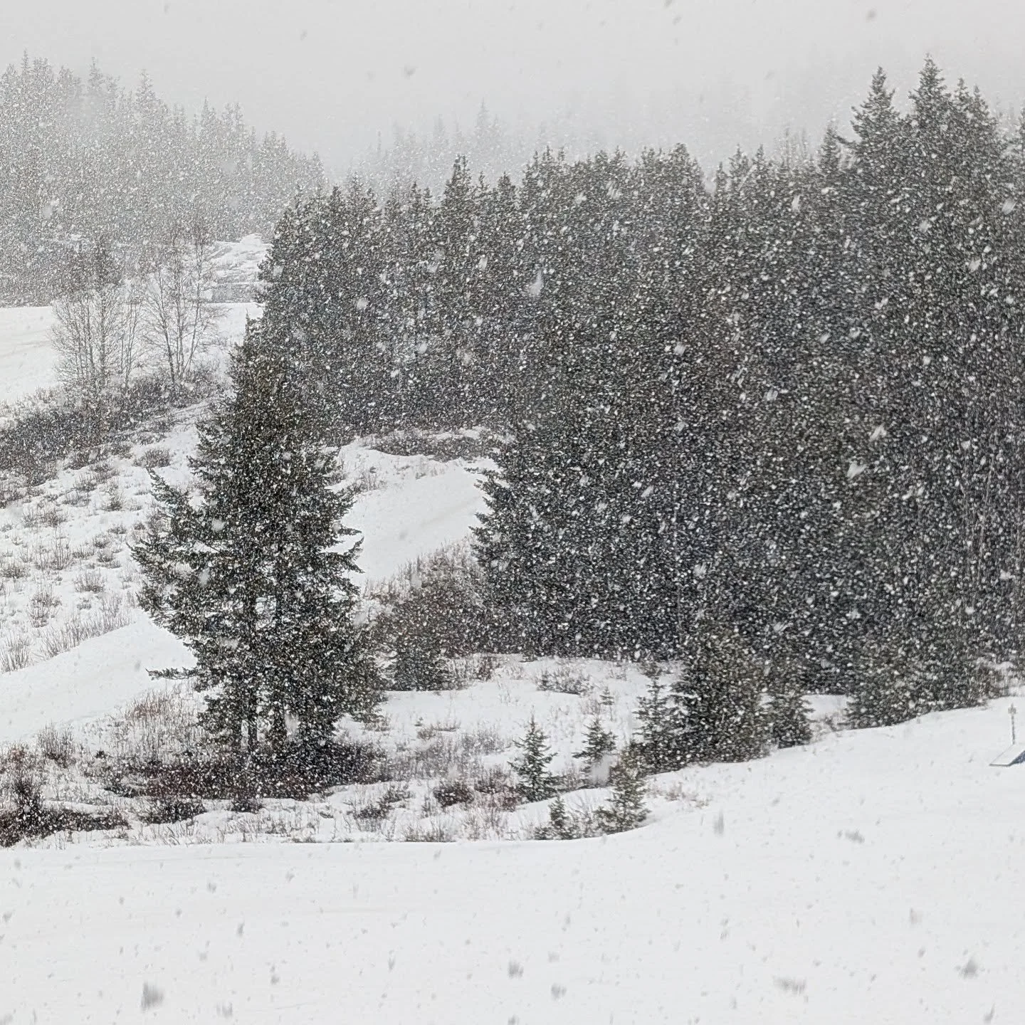 This post is all about the caption! It's long, please read.

Well, today was big ew vibes. We've had multiple days well above zero. It dumped and rained for most of today. The result: rotten snow. The top 10 towers got a heavy dump of snow, but down 