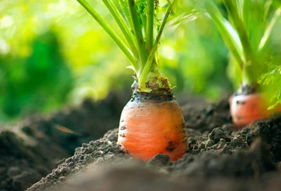organic-carrots-carrot-growing-26733583.jpeg