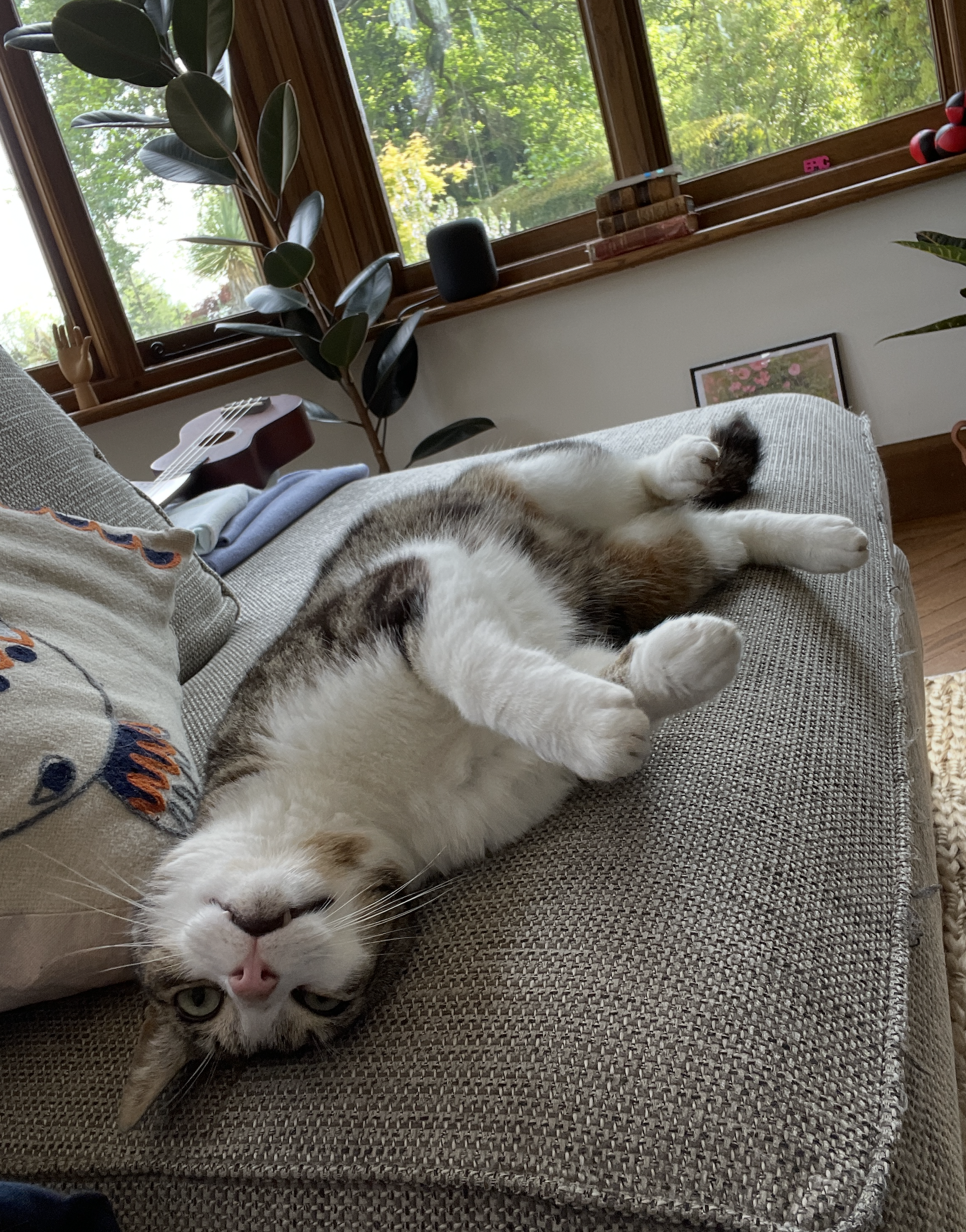 Matilda lying upside down on the sofa at Berry House with her paws in the air.