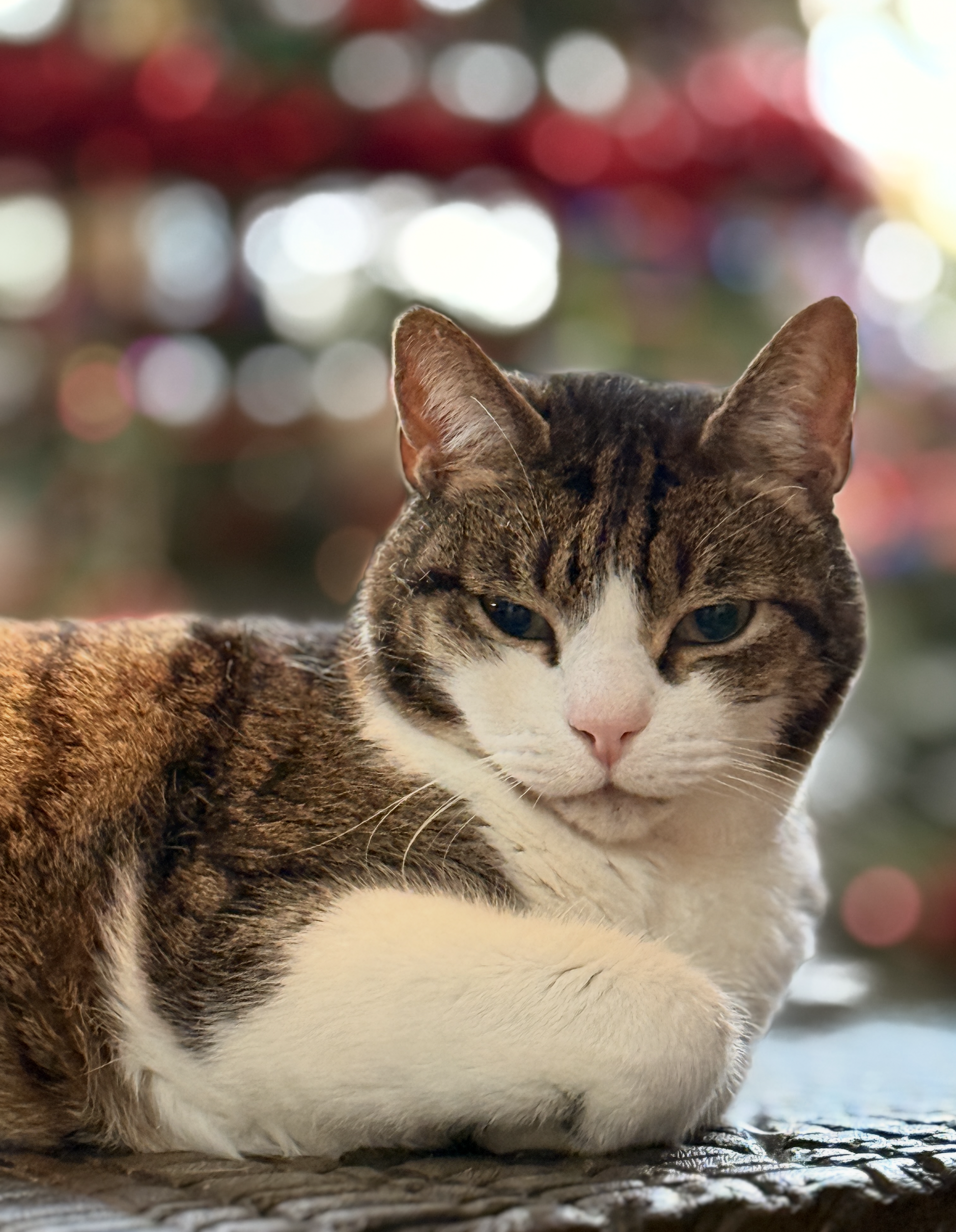 Portrait of Matilda, the family cat at Berry House, looking directly into the camera.