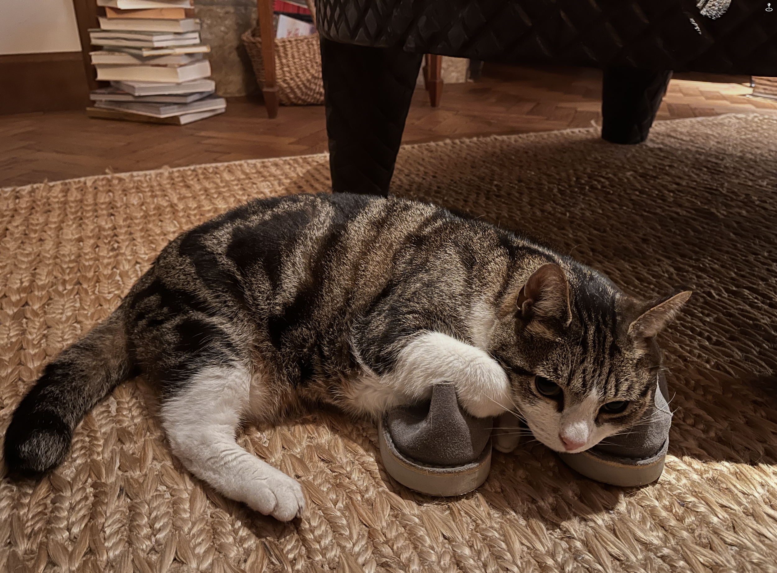 Matilda lying across a pair of slippers on the floor at Berry House.