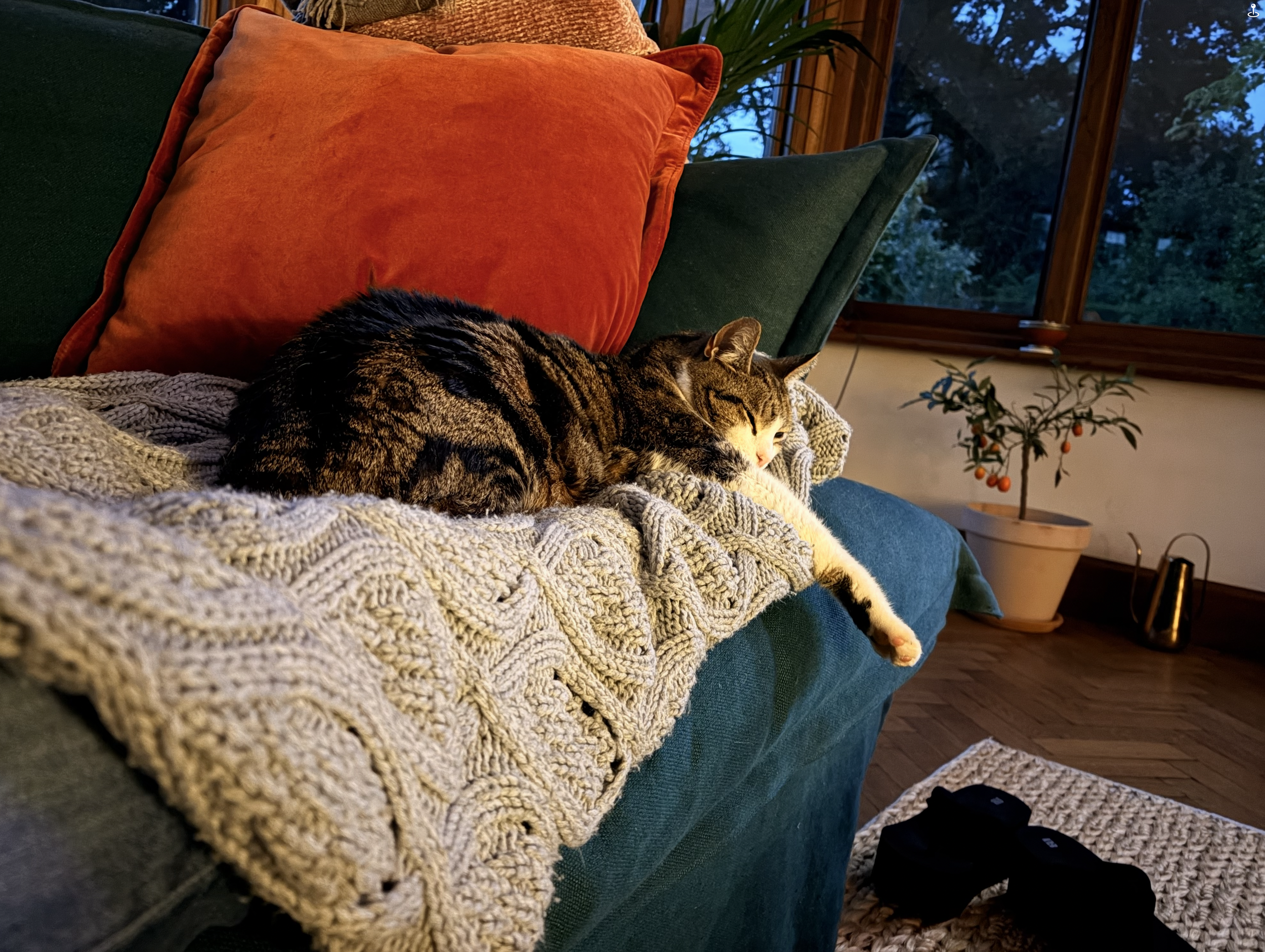 Matilda asleep on a blue armchair wrapped in a knitted blanket at Berry House.