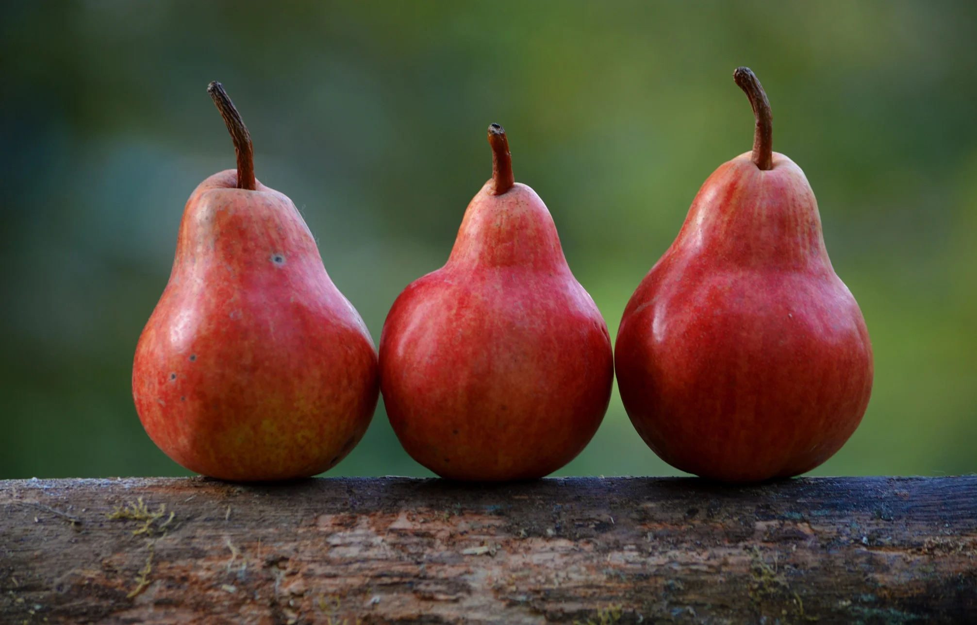 Pears.jpg