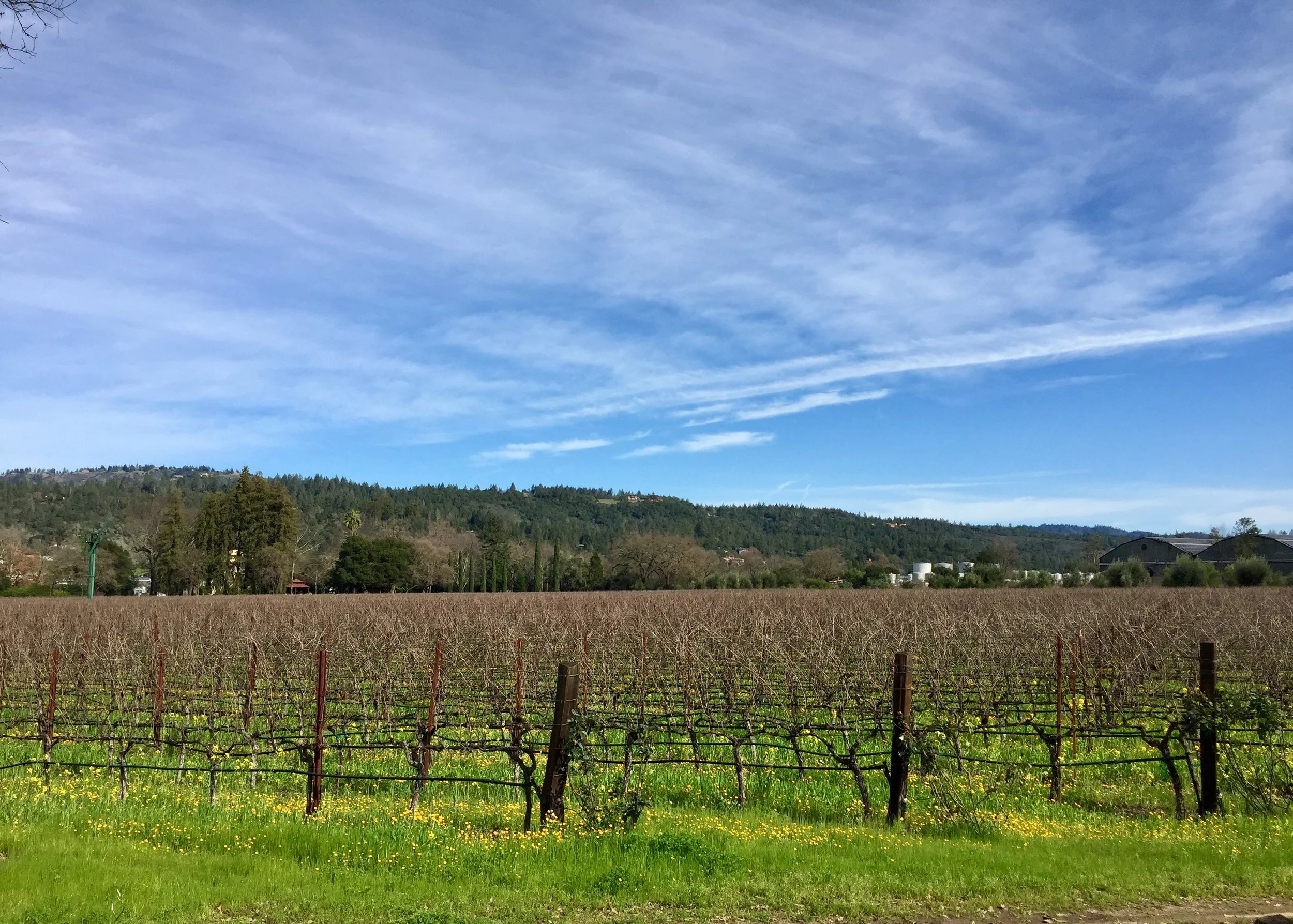 Beauty is abundant in Napa Valley