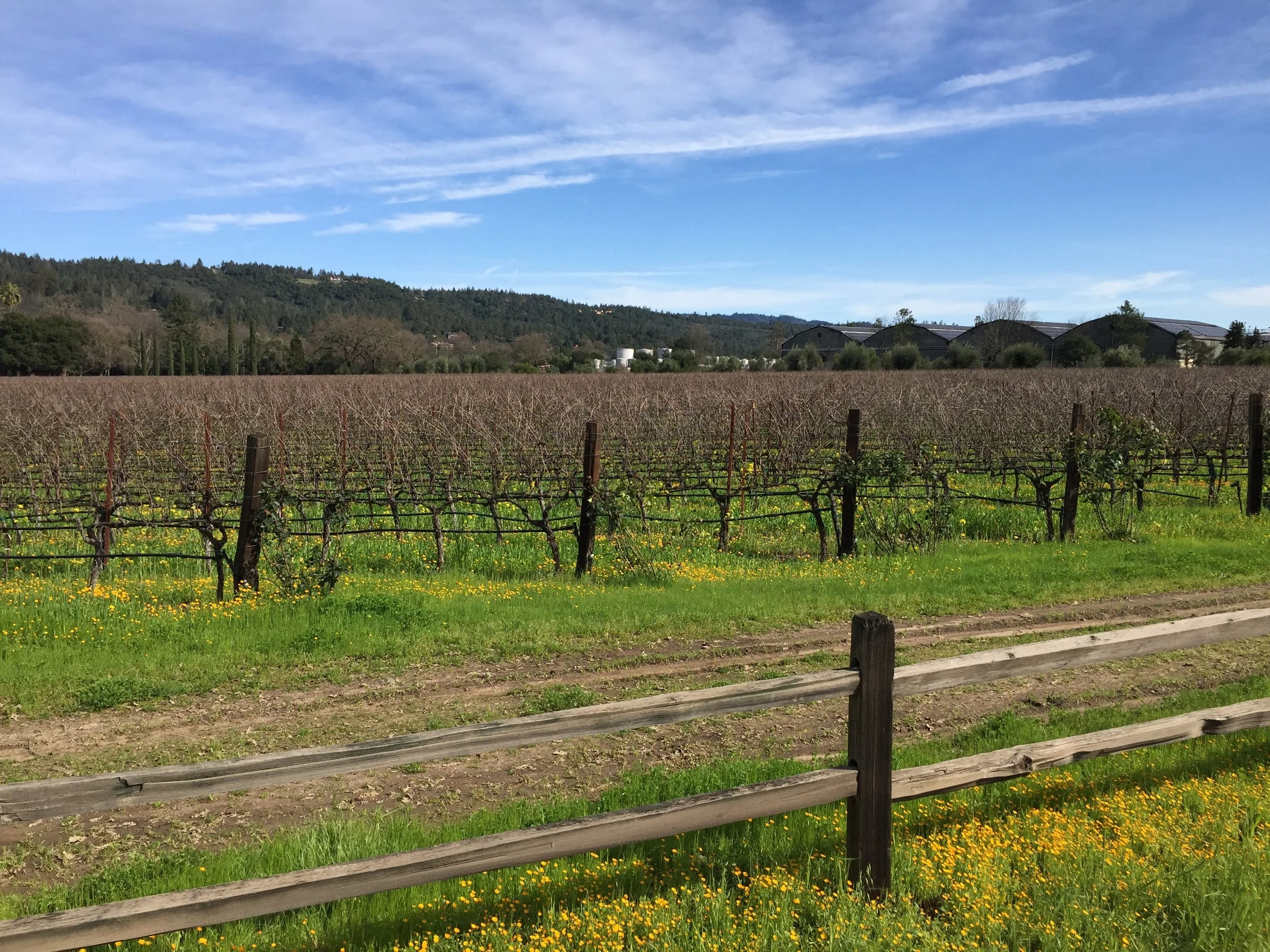 Finding Inspiration in Napa!