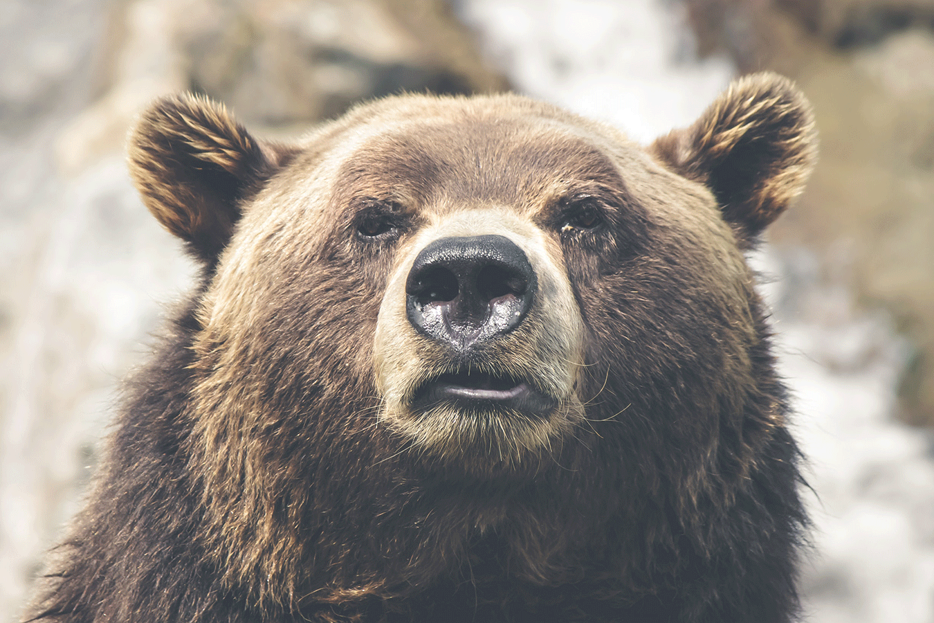 bear_unsplash_thumbnail.gif