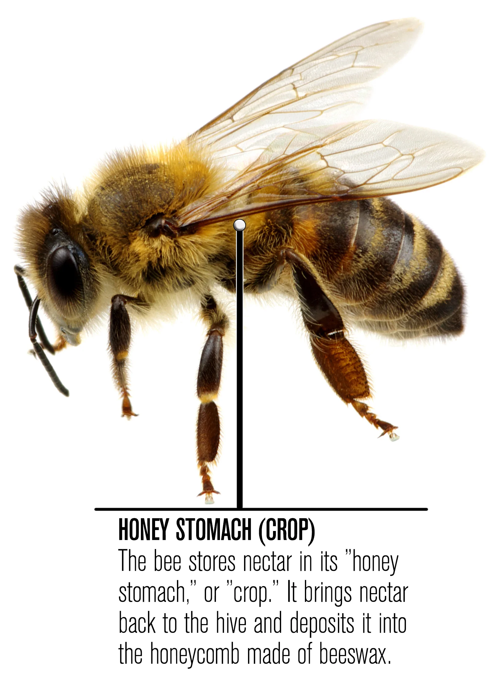 land-of-milk-and-honey-03.jpg