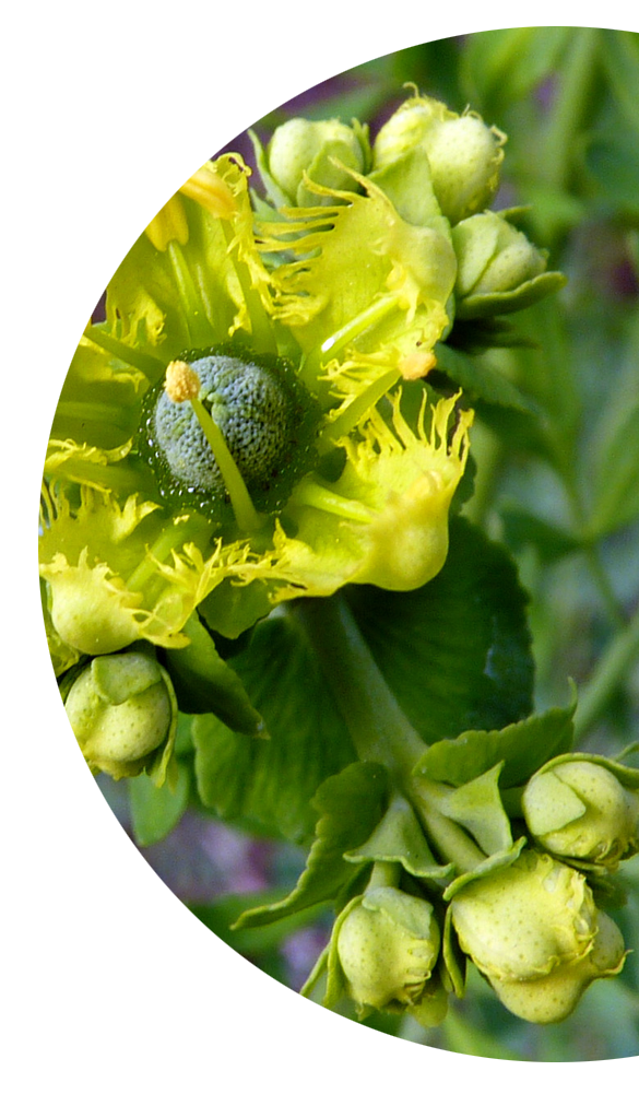 Bitter-Herbs.png