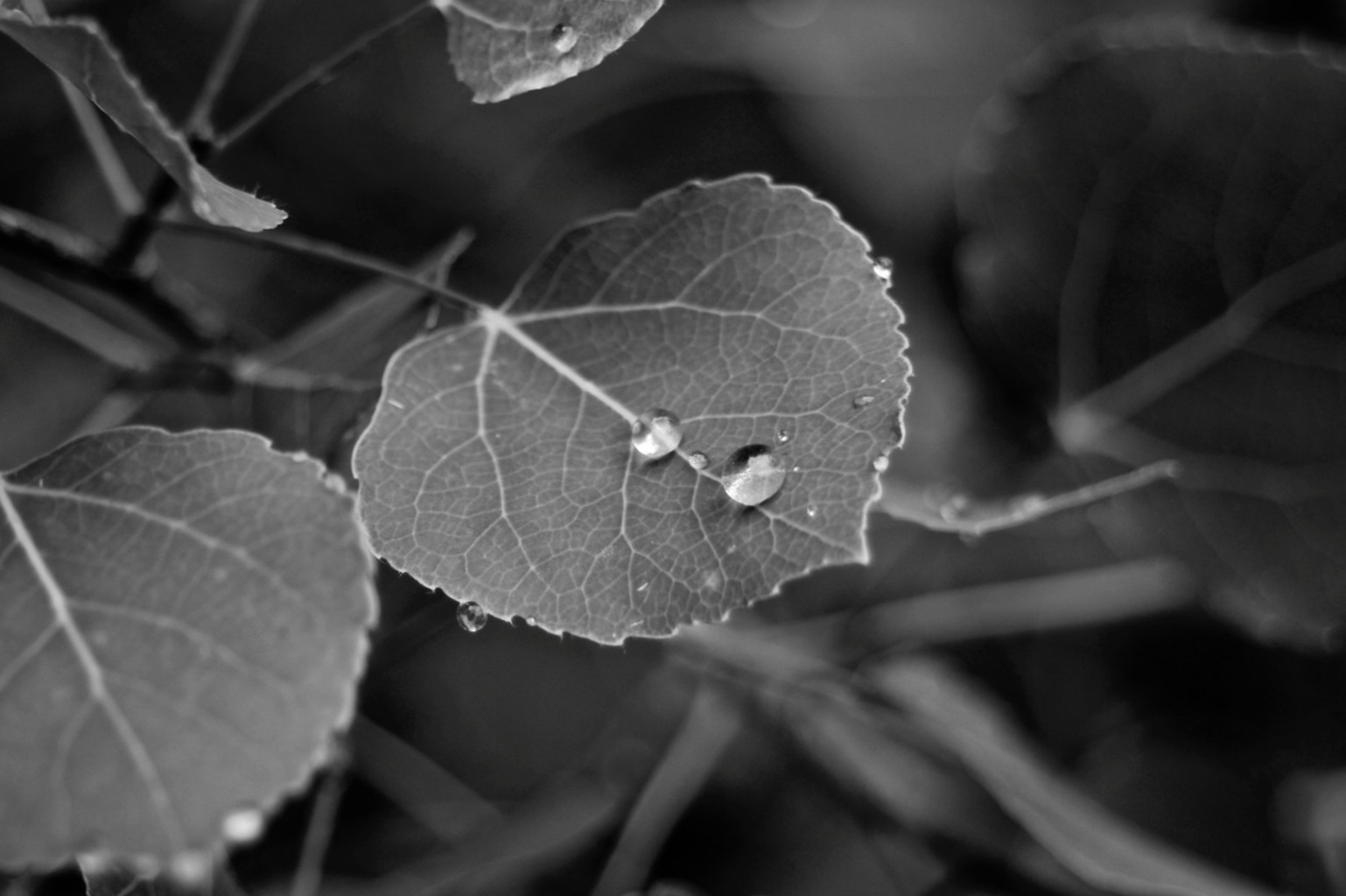 Screen Shot 2020-03-29 at 10.50.22 AM.png