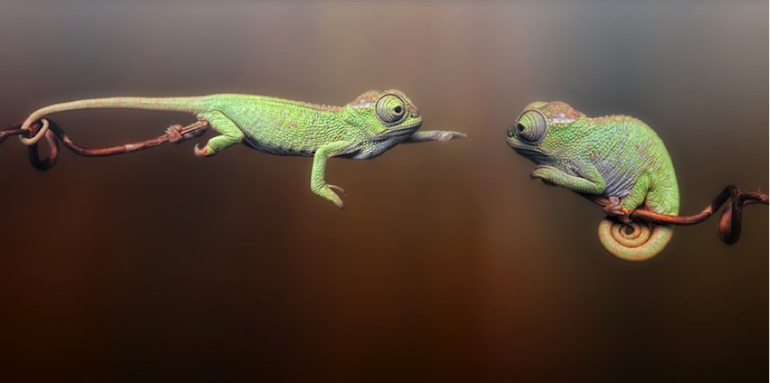 How Chameleons Will Win In The New World Of Recruitment