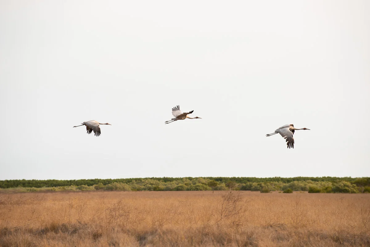 Roebuck Plains, West Kimberley, 2018. Brolgas can stand up to 1metre in height and a wingspan of over 2m