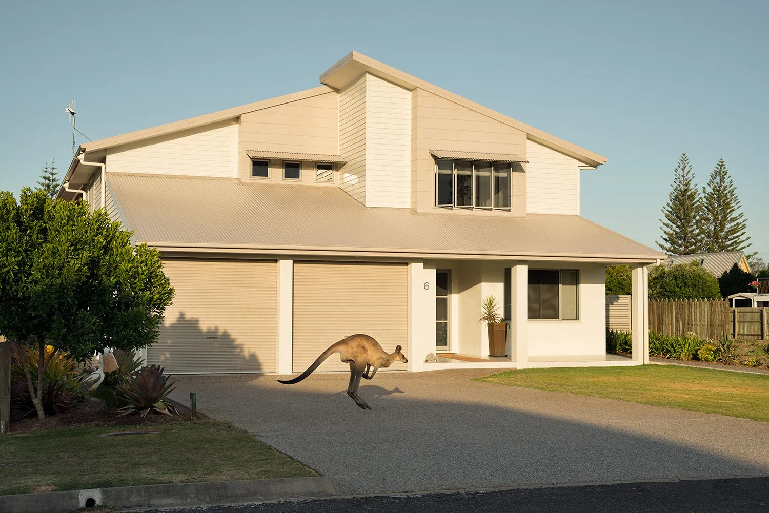  Kangaroo passes by a house in Woodgate, Queensland 