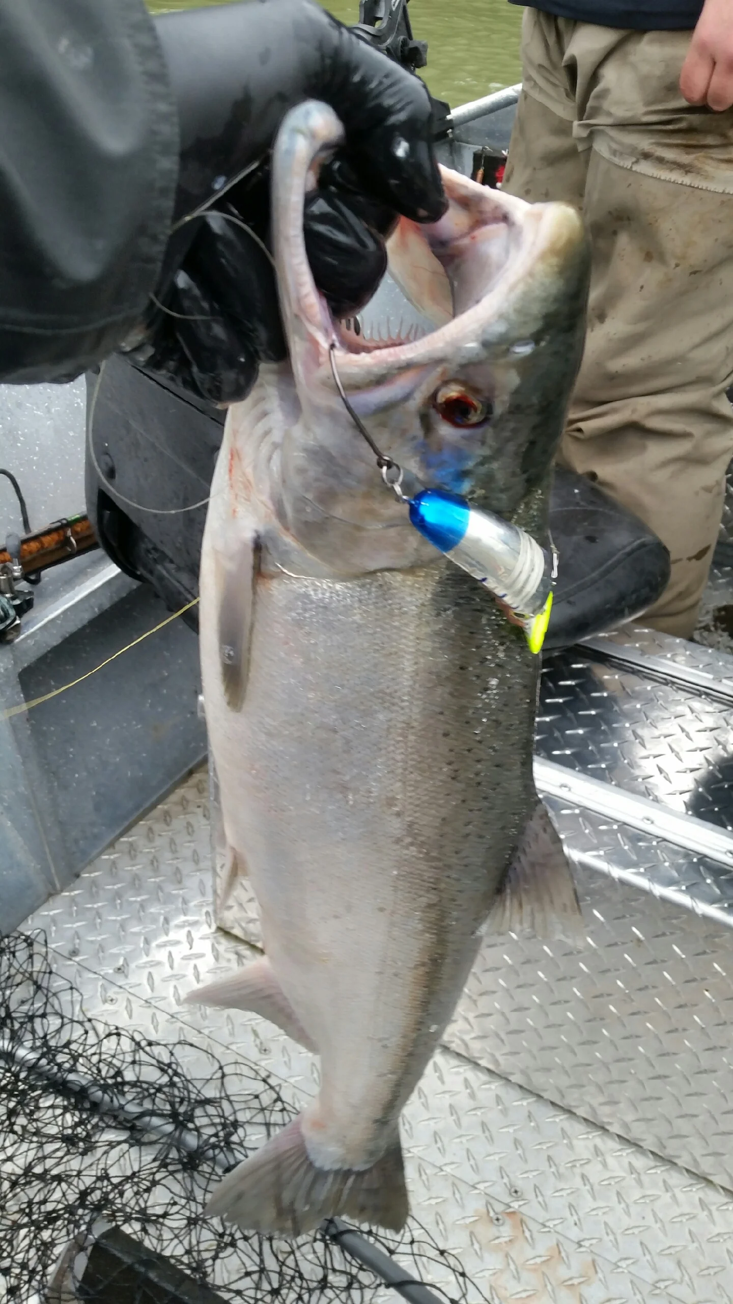 Steelhead on Skykomish