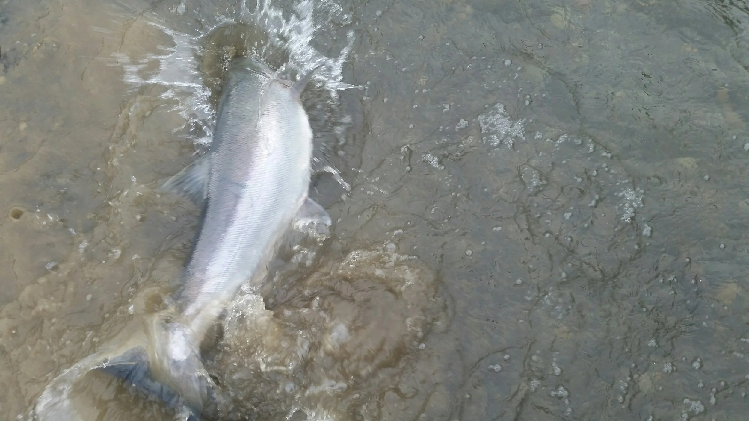 coho-silversalmon1.jpeg
