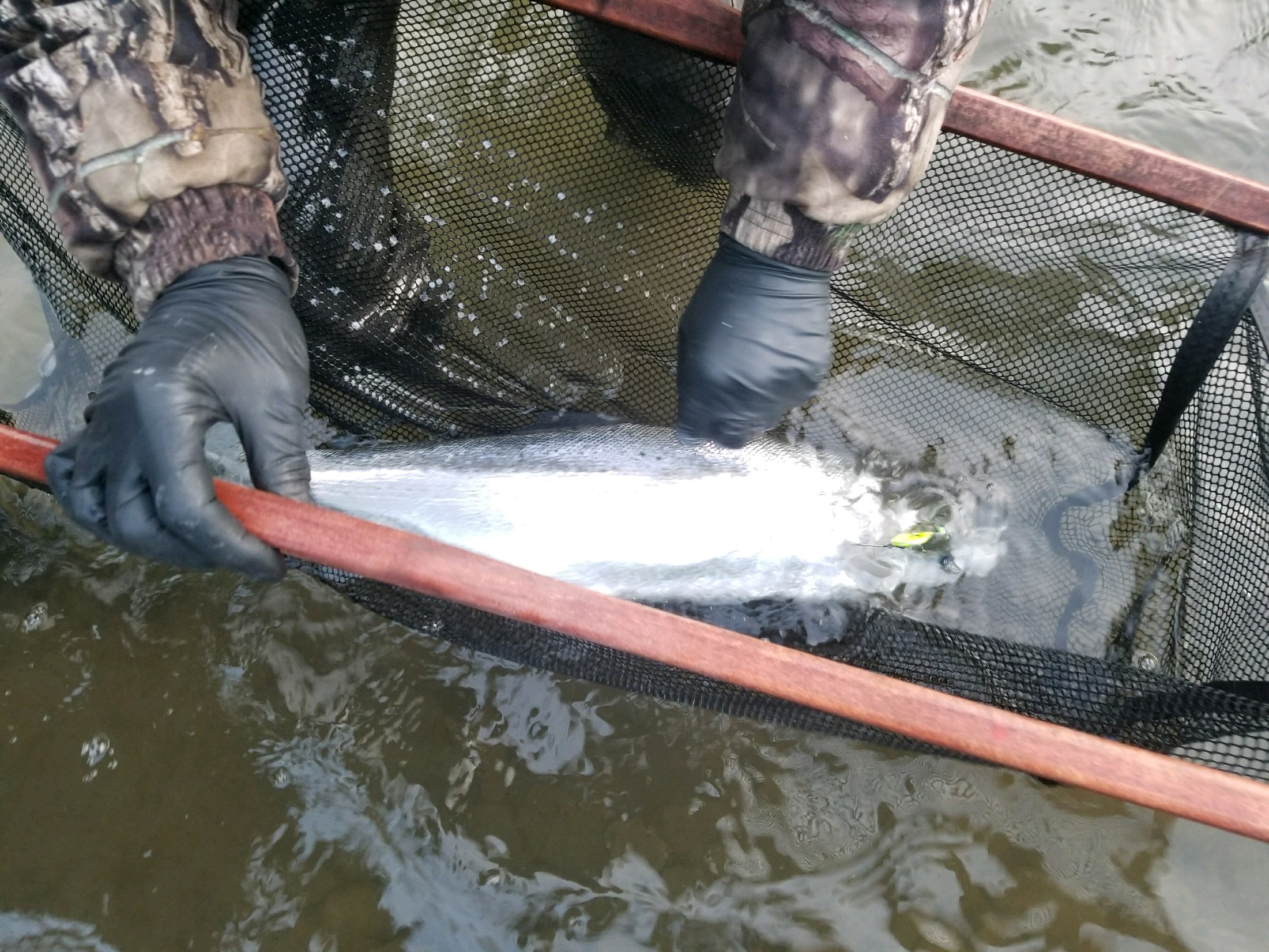steelhead2018clearwater.jpeg