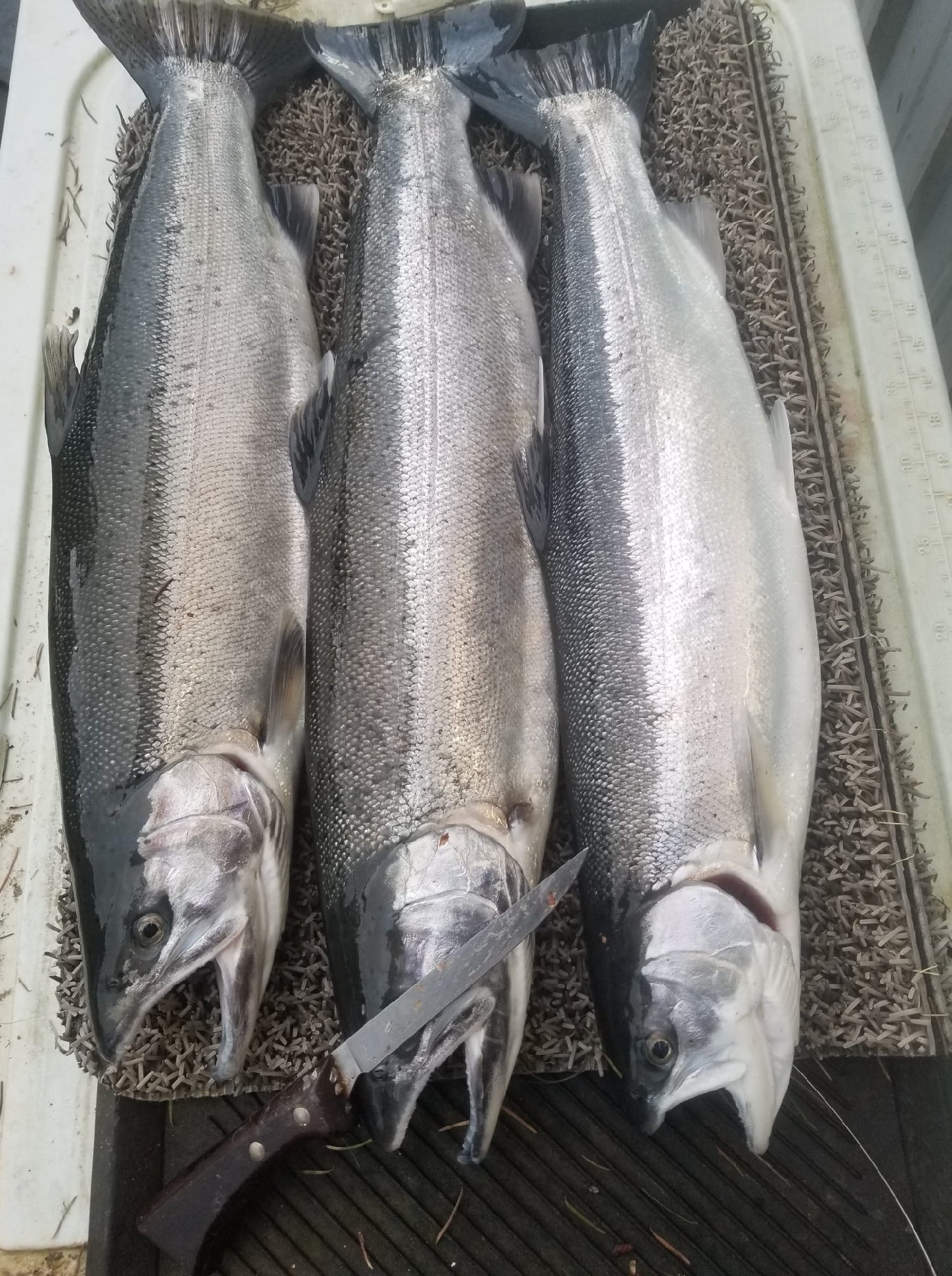 steelhead2018.jpeg