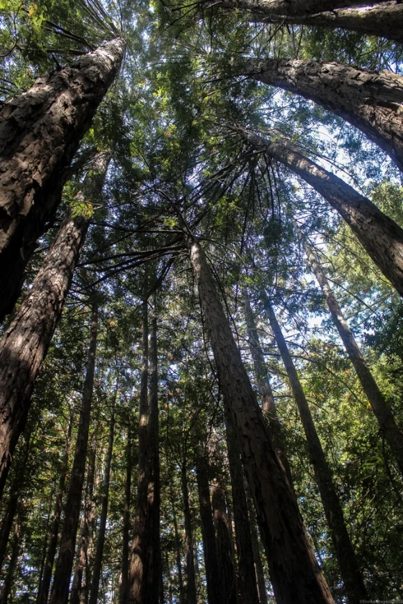 Muir Woods, Mill Valley, CA