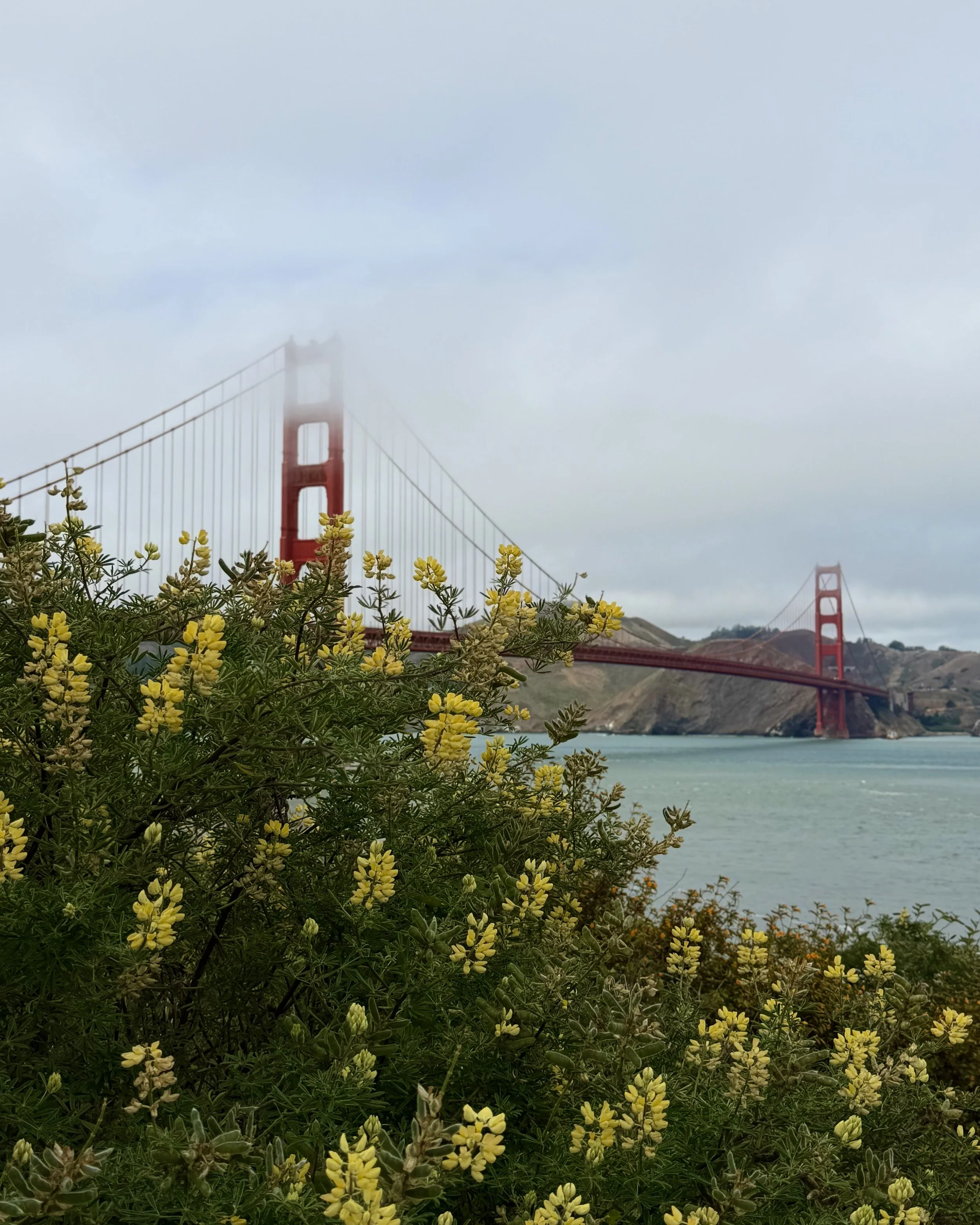 IMG_7911.jpeg