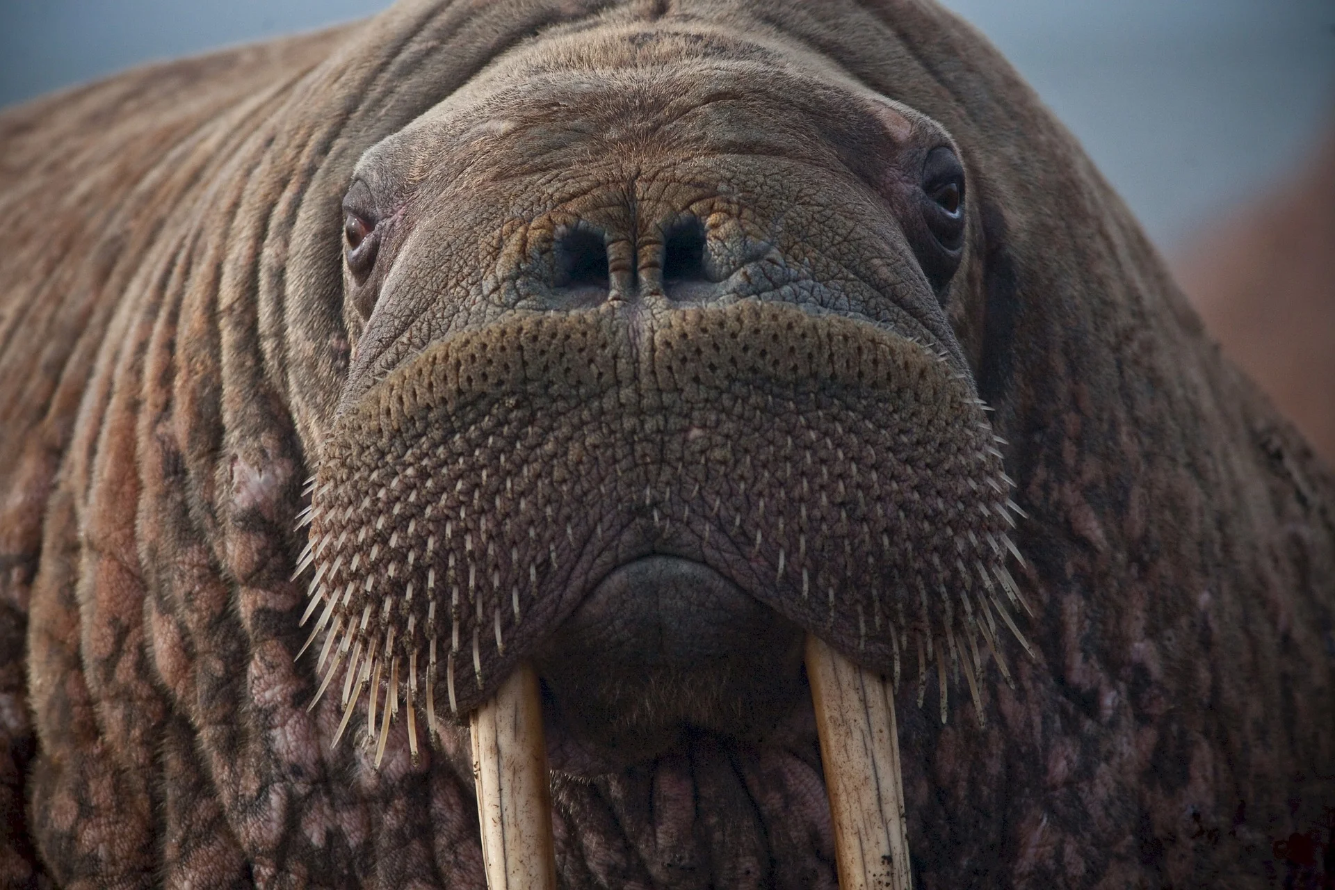 walrus-908609_1920.jpg