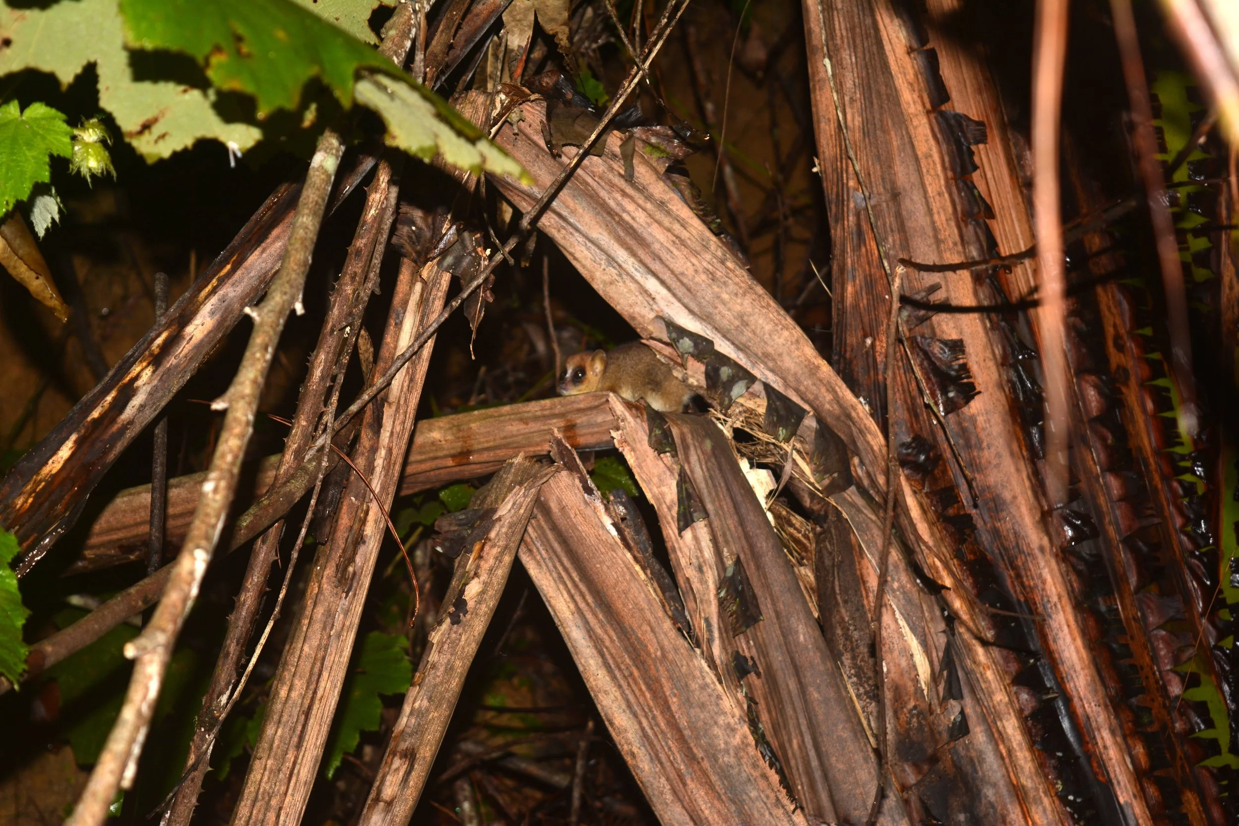 RSIF Update: Asiem Sanyal