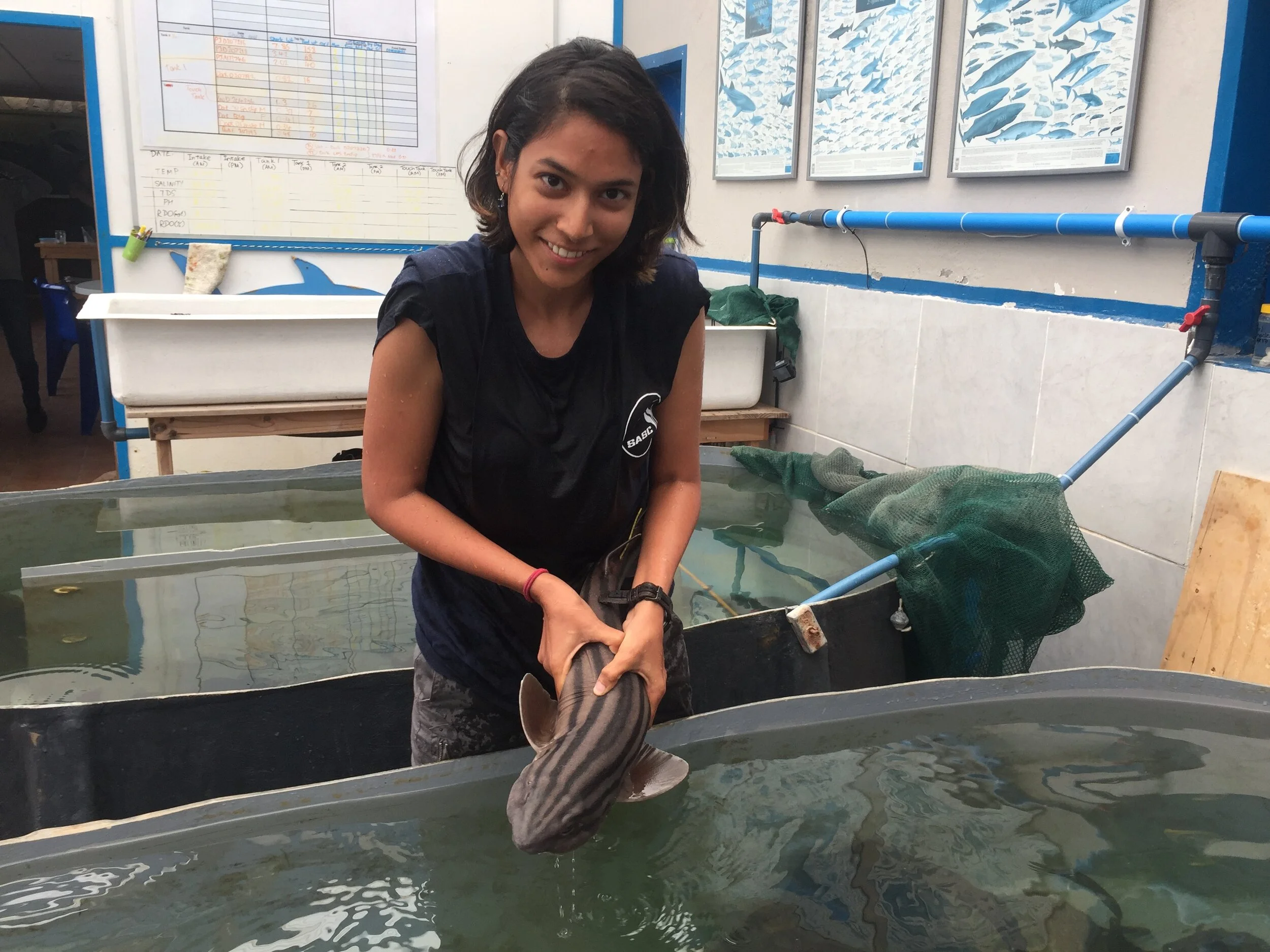Close Encounters with Sharks | Zoya Tyabji