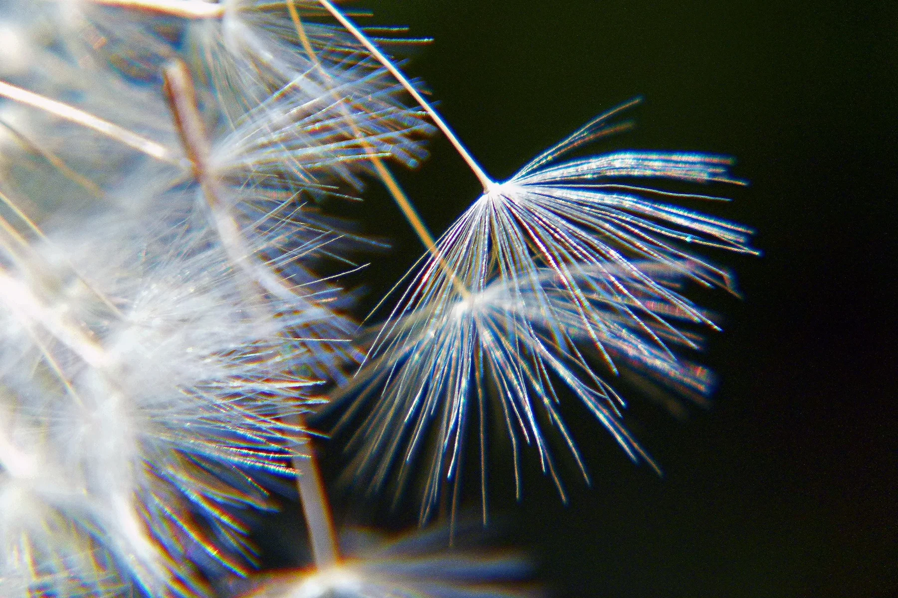 dandelion-56946.jpg