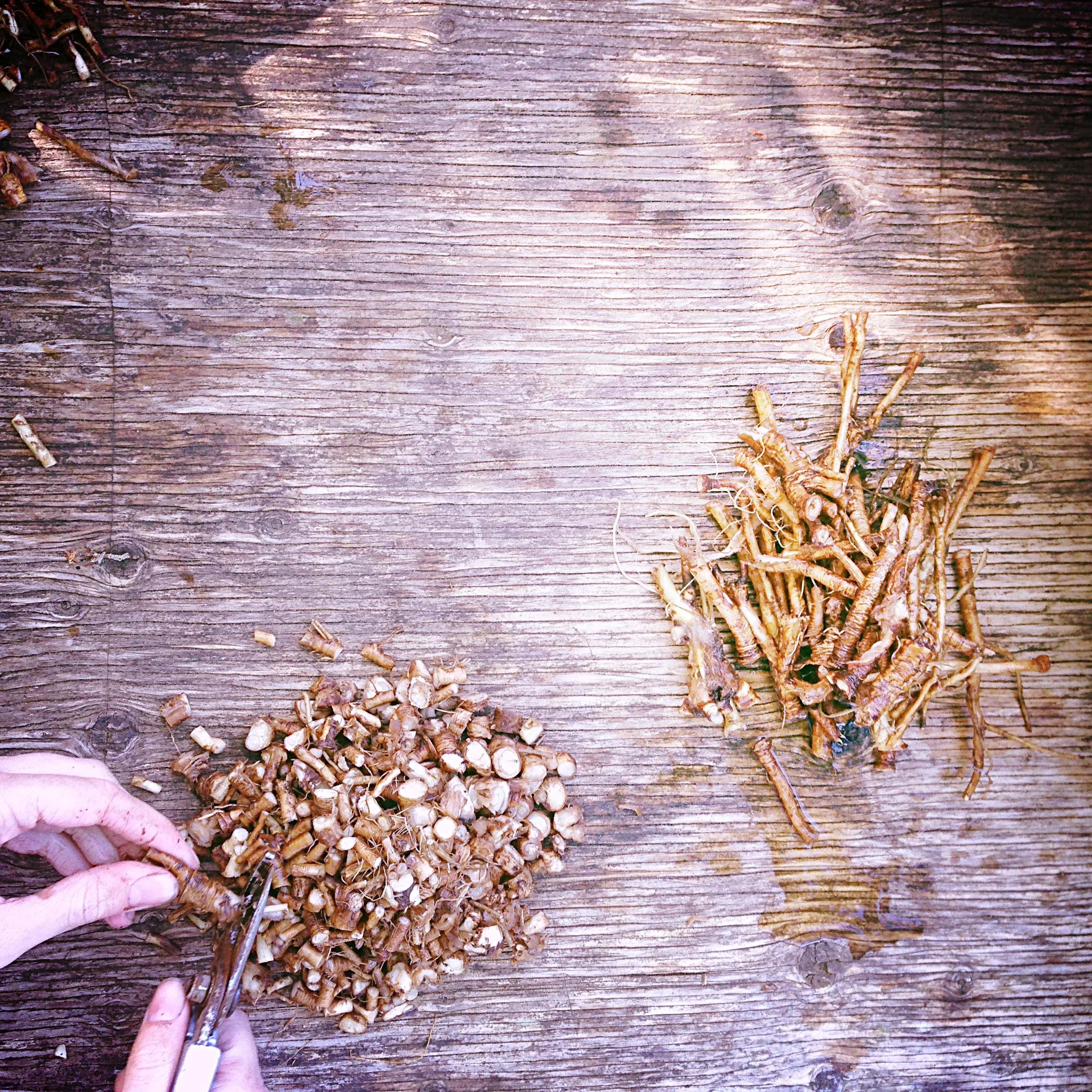 PROCESSING dandelion root