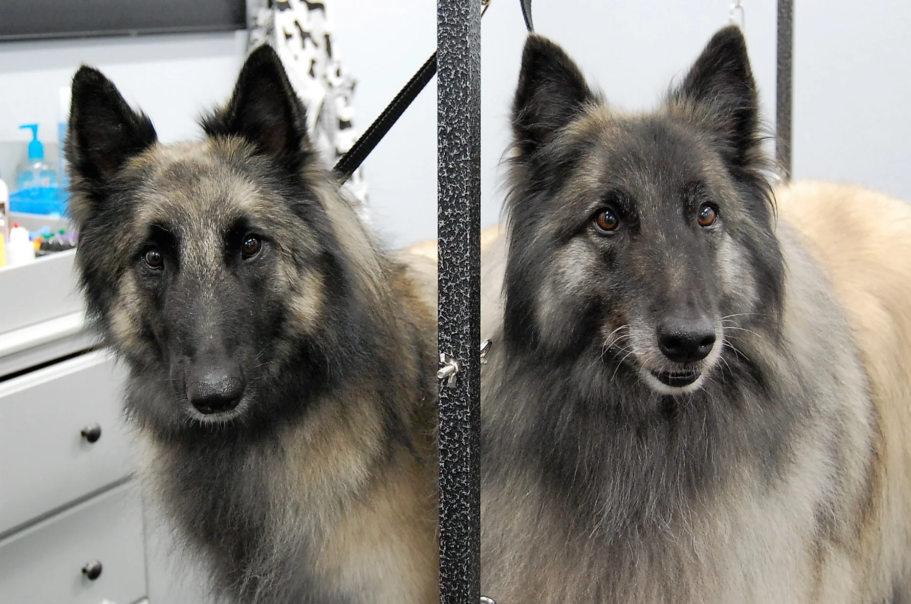 What a handsome pair!