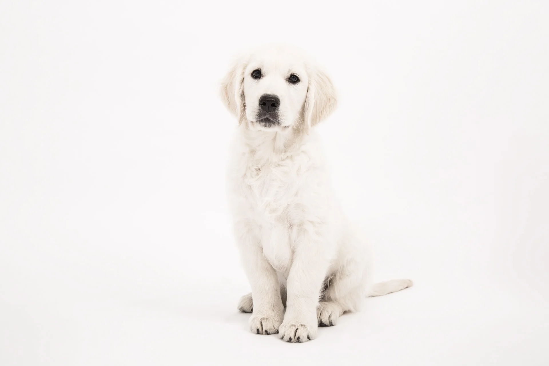 dog-2655472_1920.jpg