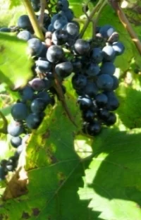 grapes_sm.jpg