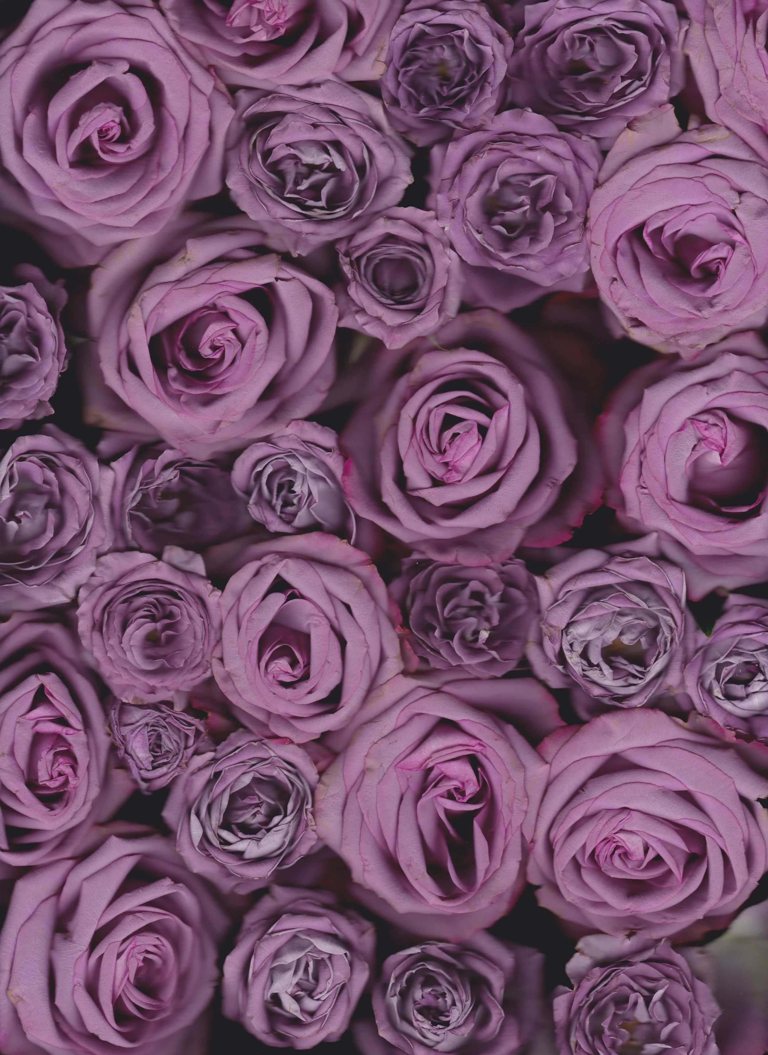 lavenderrosescan11_21_18 2.jpeg