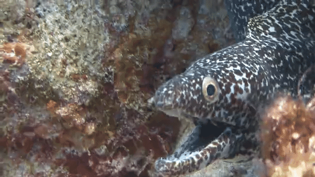 Kinder - safari-low.gif