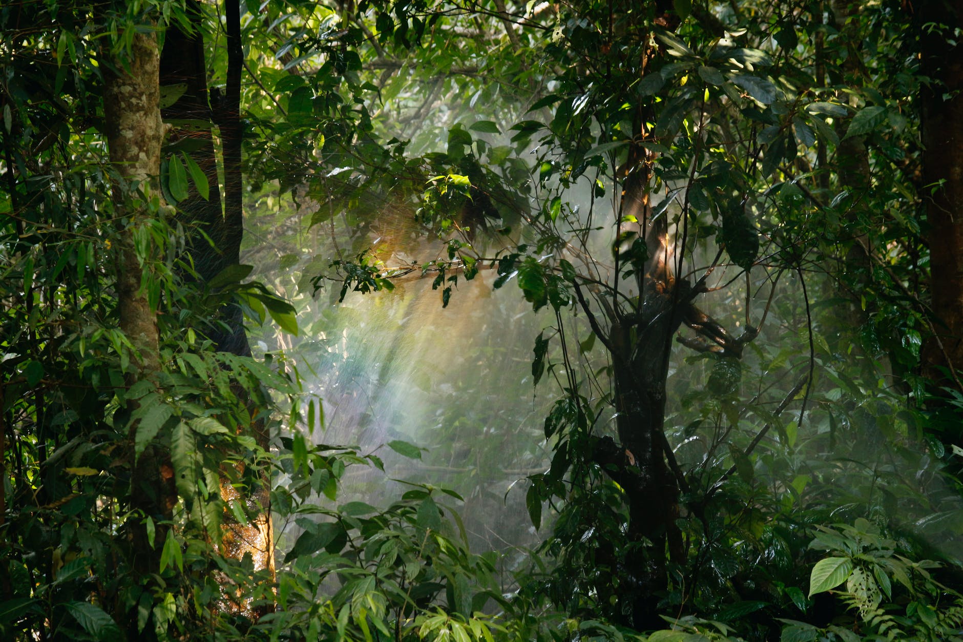 Cabify-carbon compensation.Forest.jpeg