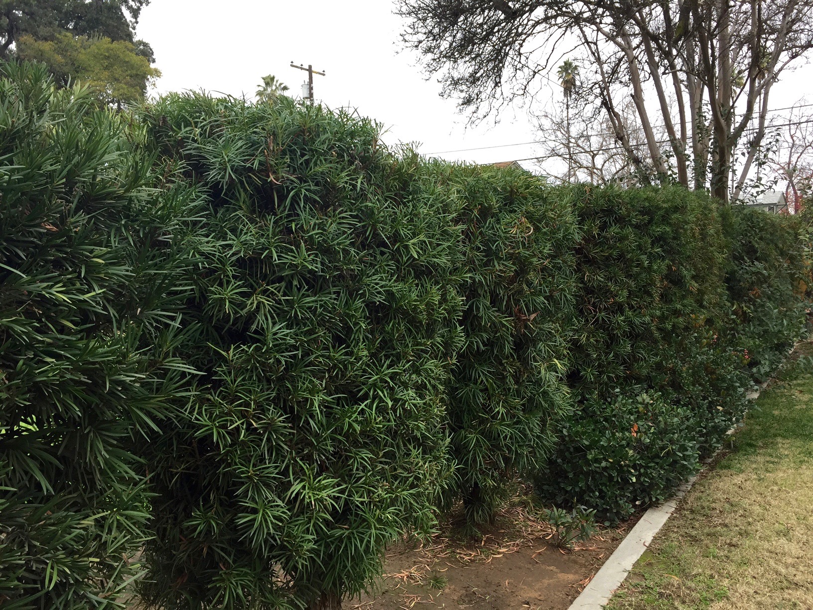  Trimmed hedges 