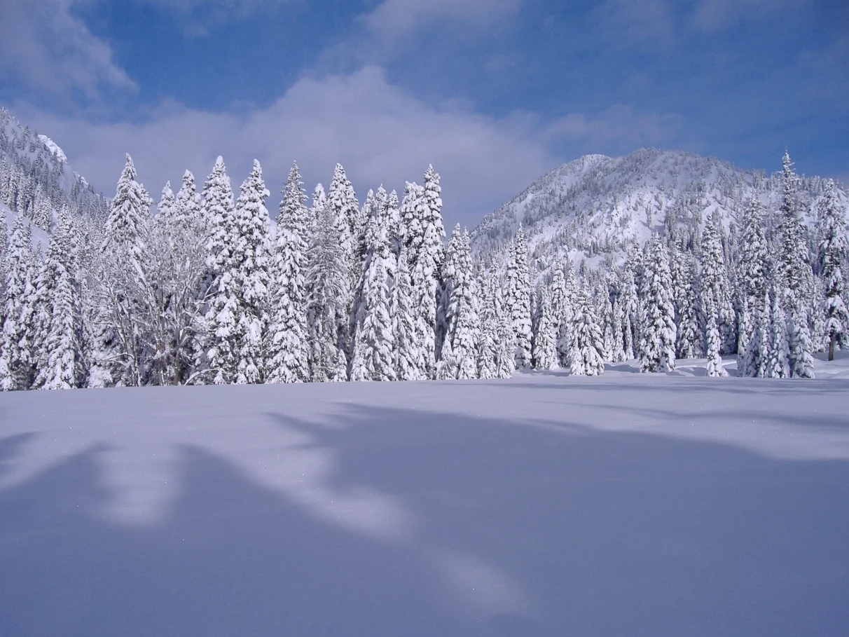 snow_meadow.jpg