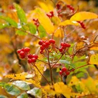 berries.jpg