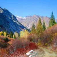 fall foliage.jpg