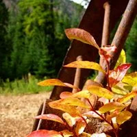 fall wheel.jpg