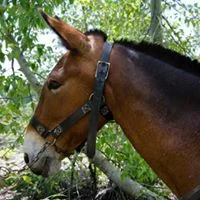 mule.jpg