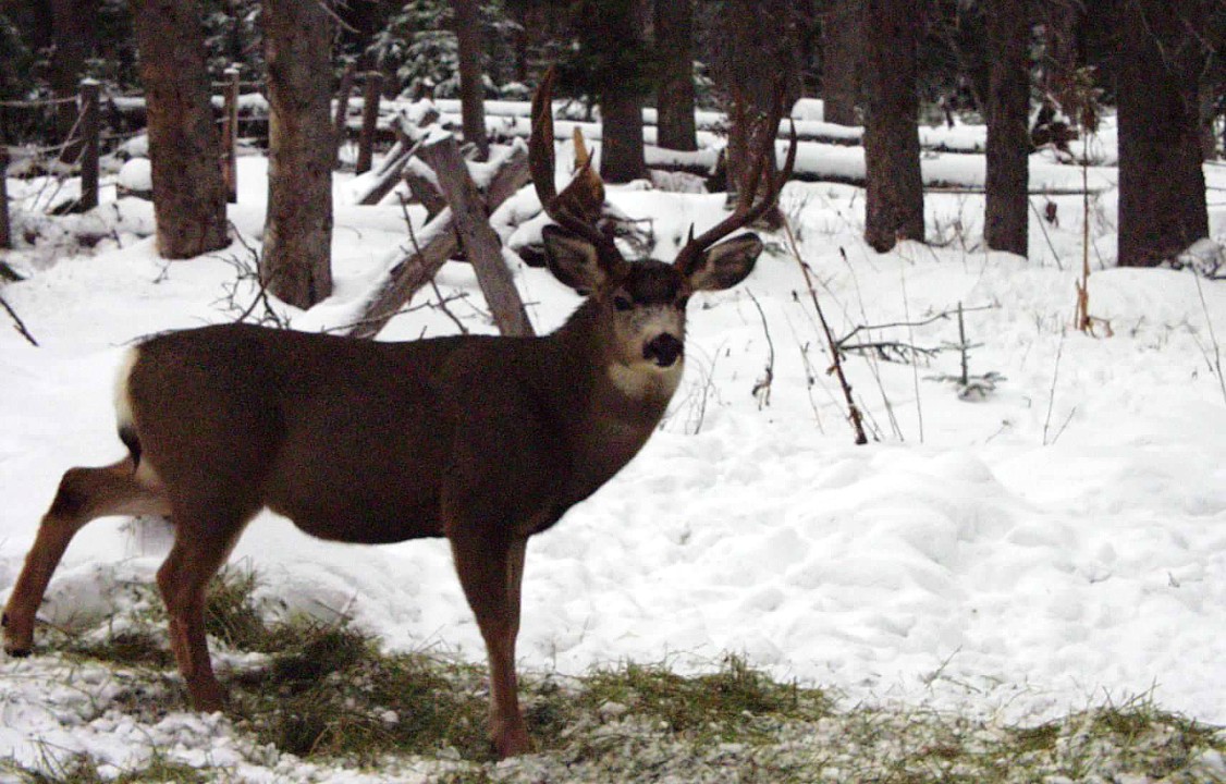 The rut in base camp.jpg