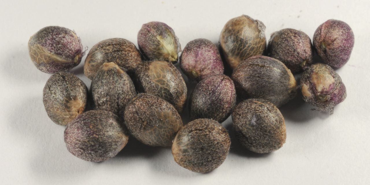 Fresh seeds.jpg