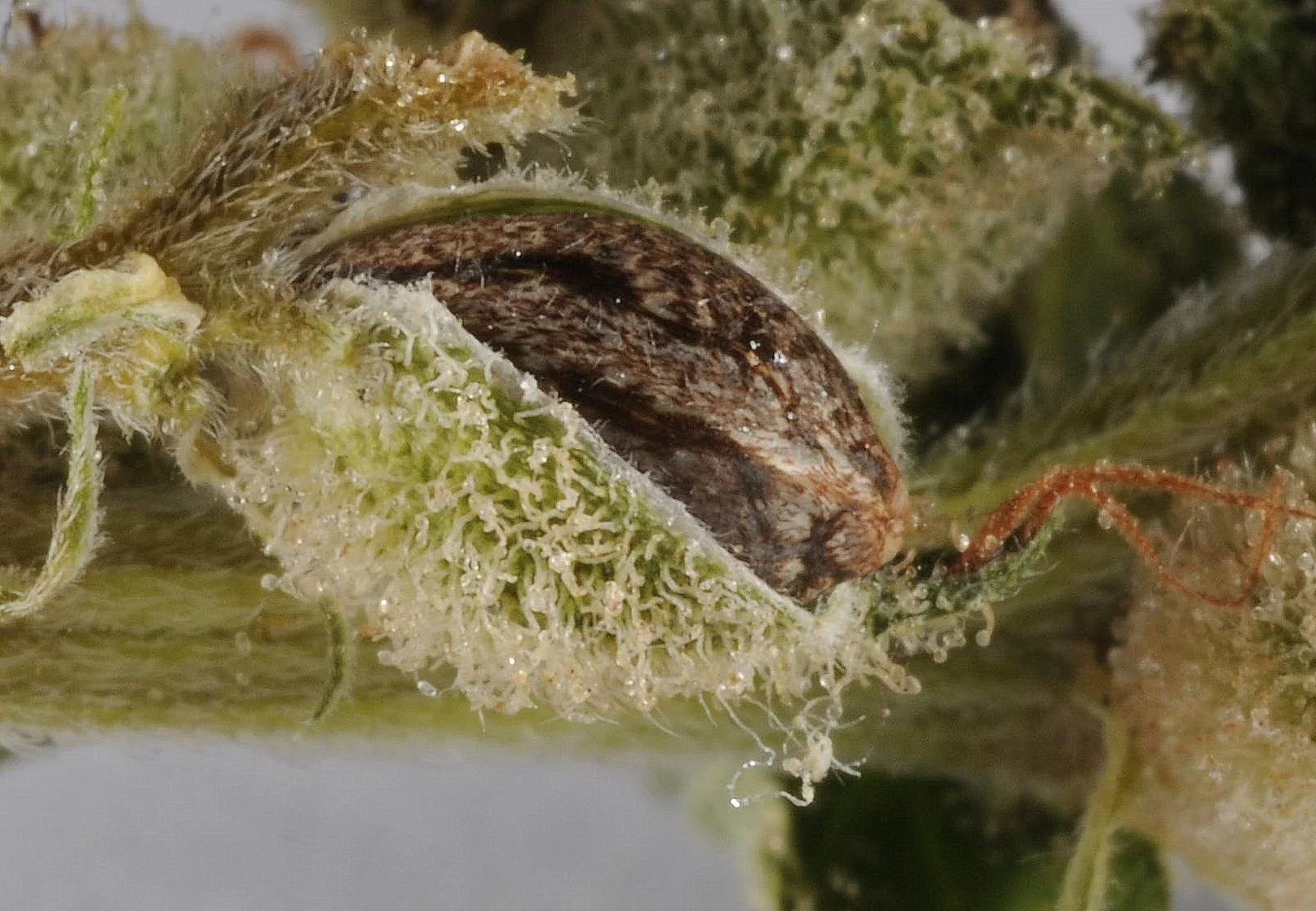 Cannabis seed in the make