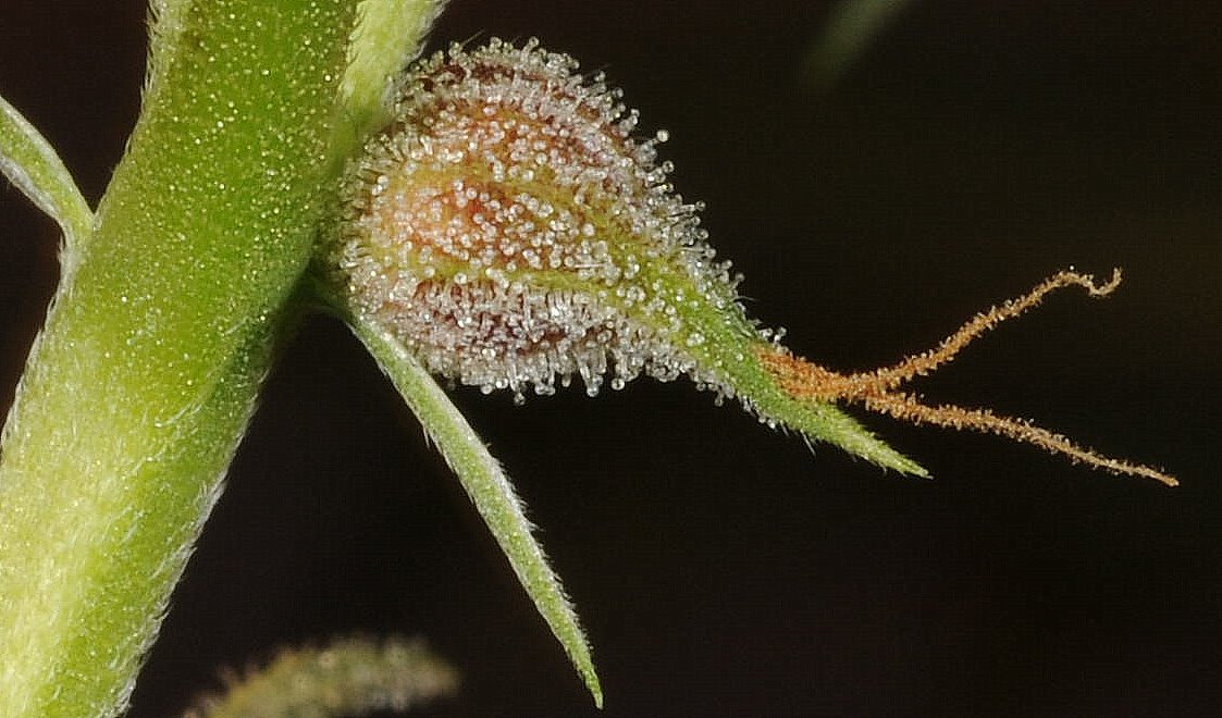 KF-seed.jpg