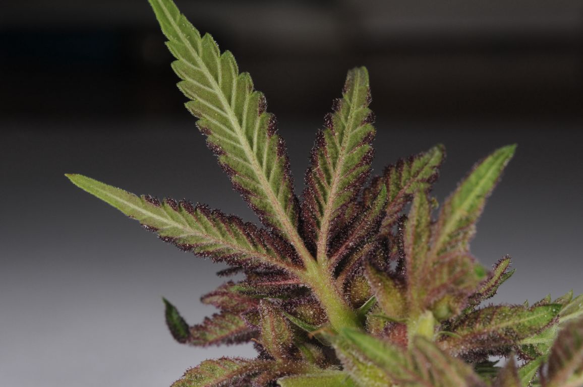 Colored trichomes